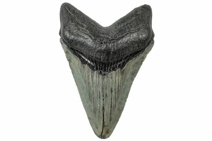 Serrated, Juvenile Megalodon Tooth - South Carolina #310487